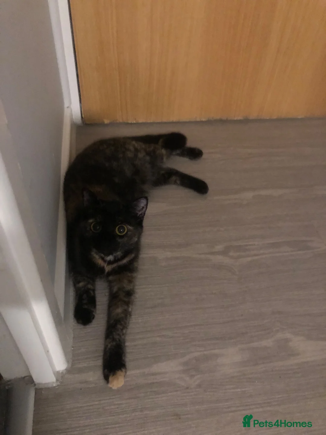 Domestic Shorthair cats for sale: Rare tortie shorthair for sale in Leicester - Advert 2