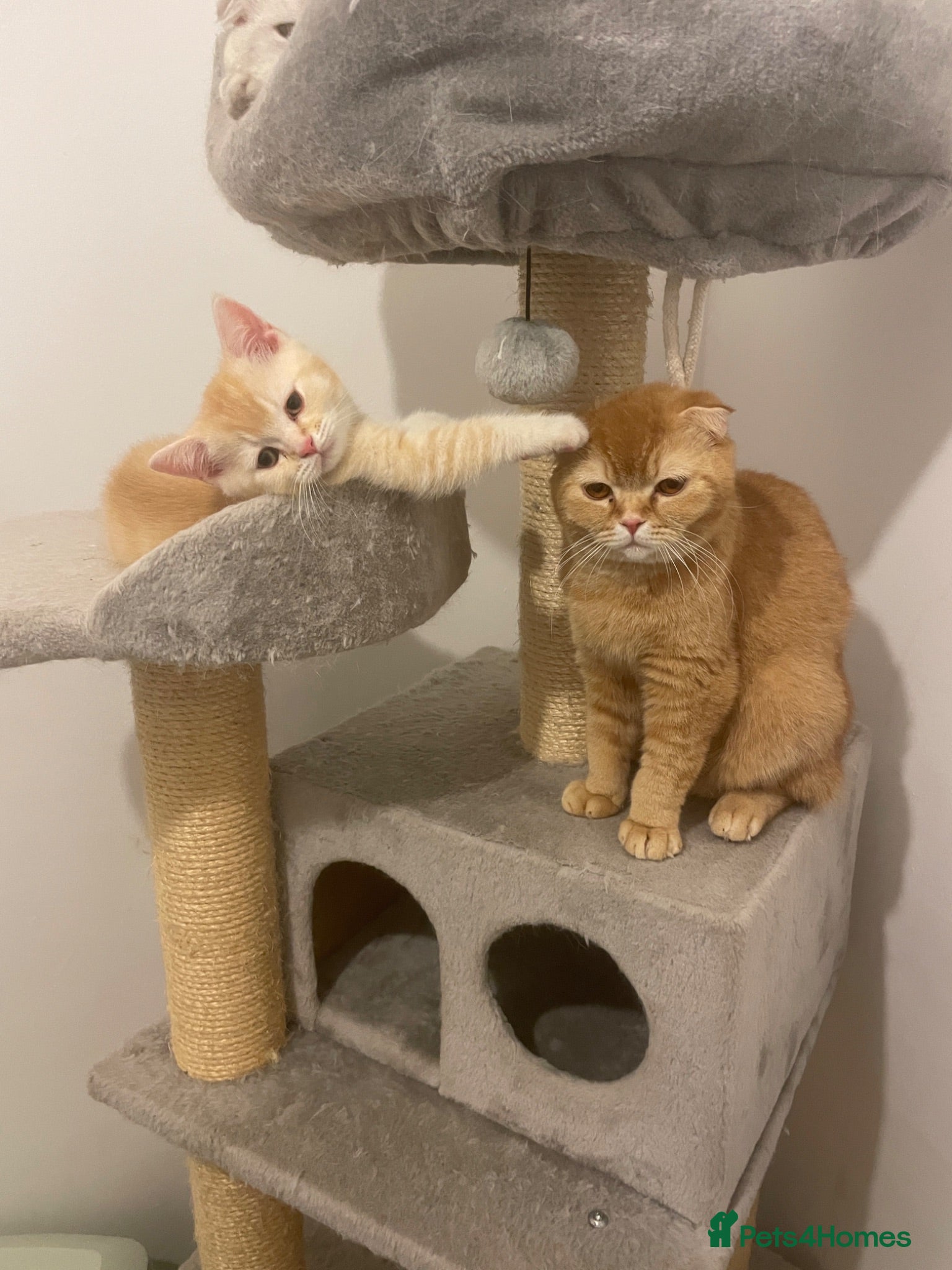 Scottish Fold cats The last Scottish Fold boy with straight ears. - Advert 3