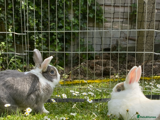 Mixed Breed rabbits - Advert 5