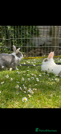 Mixed Breed rabbits - Advert 2