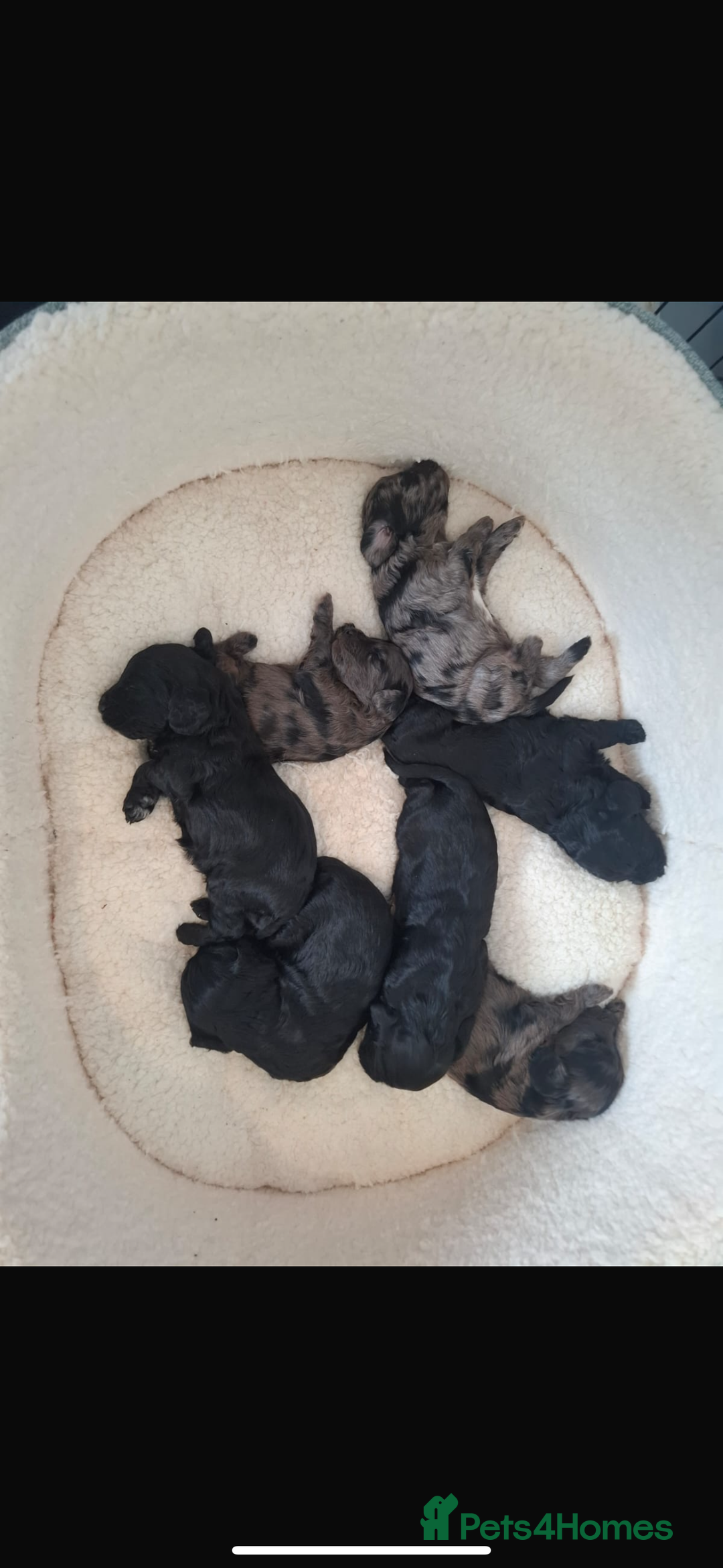 Cockapoo dogs for sale: F1 toy cockapoo’s - Advert 10