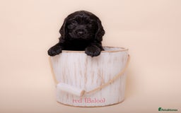 Cockerdor dogs for sale: Cockador Puppies - Image 6