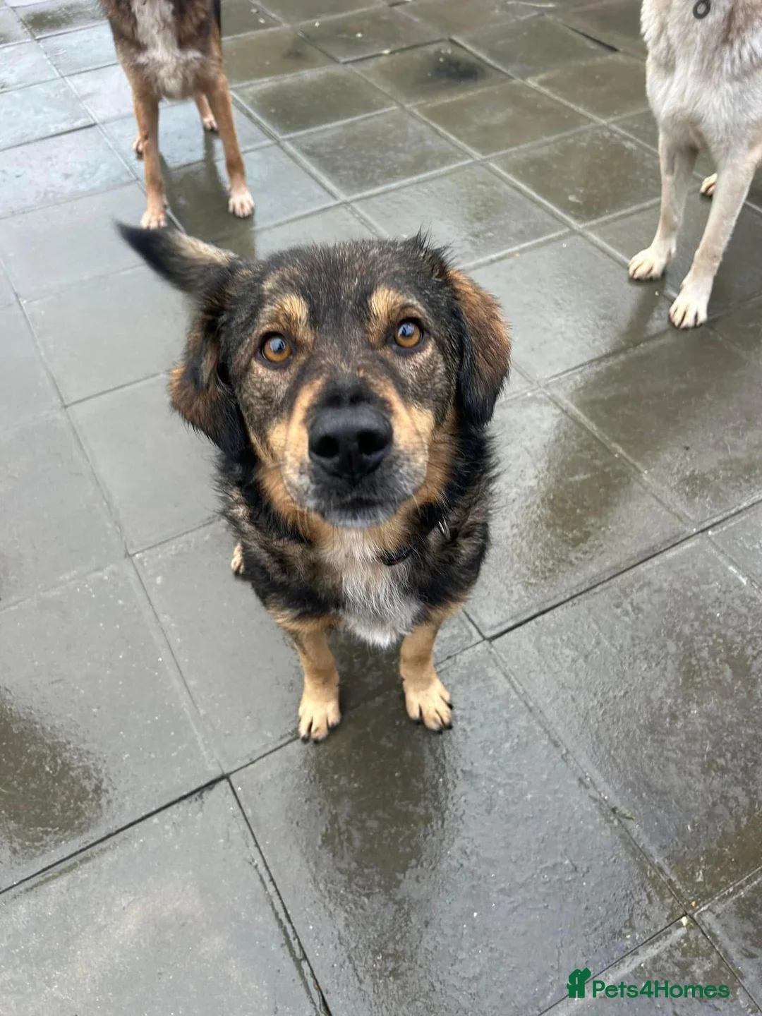 Mixed Breed dogs for adoption: Hovis - Norwich Norfolk  in Norwich - Advert 3