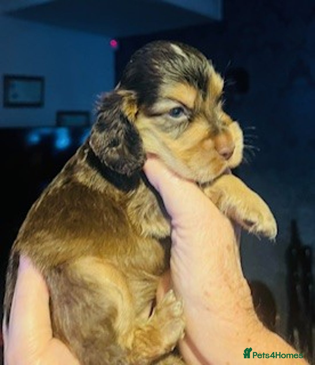 Cocker Spaniel dogs for sale: lyncham cocker spaniels - Image 12