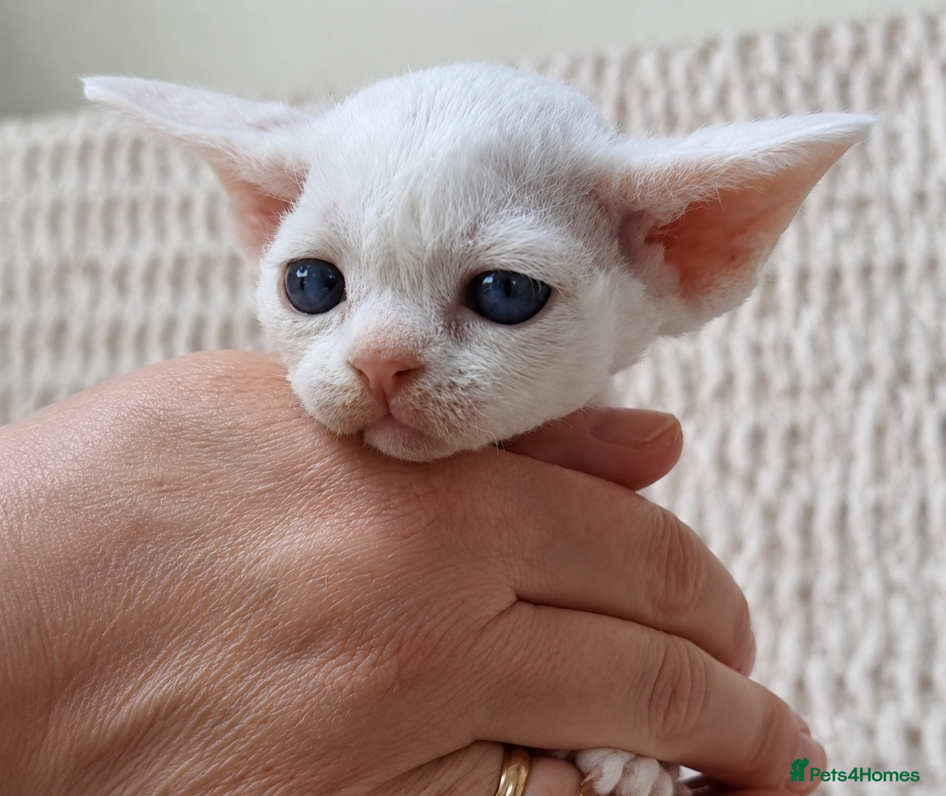 Devon Rex cats Devon Rex -the price includes sterilization - Advert 12