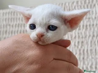 Devon Rex cats Devon Rex -the price includes sterilization - Advert 10
