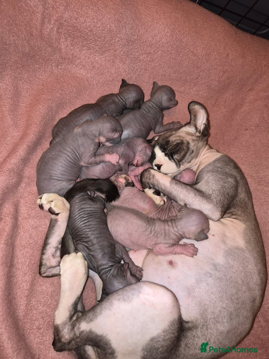 Sphynx cats for sale: Sphynx kittens  - Image 21