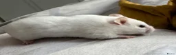 Hamster rodents for sale: Beautiful Syrian Hamsters - Advert 2