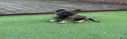 German Shepherd dogs for sale: 3 females German shepherd kc registered  - Advert 7