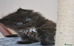 Mixed Breed cats for sale: Rare Ragdoll × Norwegian Forest kittens - Image 8
