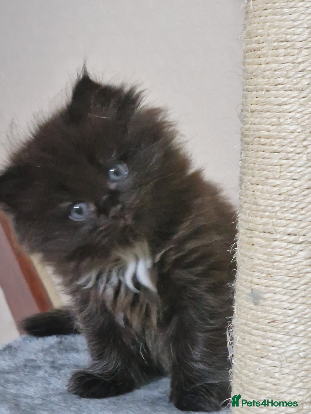 Mixed Breed cats for sale: Rare Ragdoll × Norwegian Forest kittens - Image 8