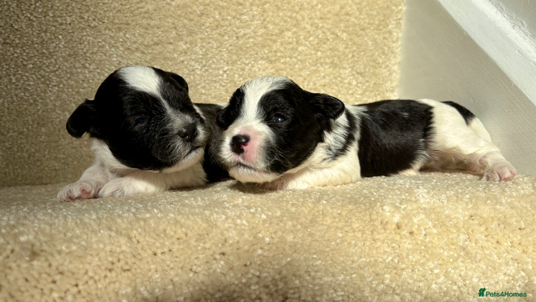 Lhasapoo dogs for sale: 9 stunning lhasapoo’s  - Image 20