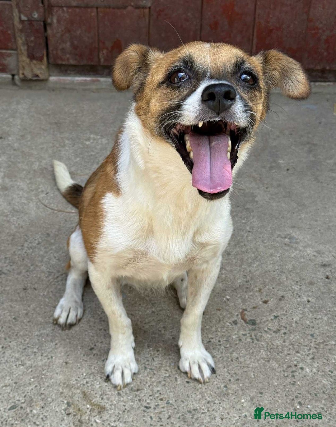 Mixed Breed dogs for adoption: Loving home needed for beautiful Tina  - Advert 1