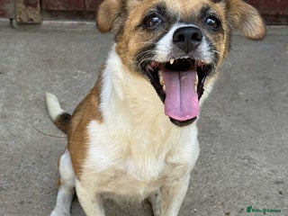 Mixed Breed dogs Loving home needed for beautiful Tina - Advert 2