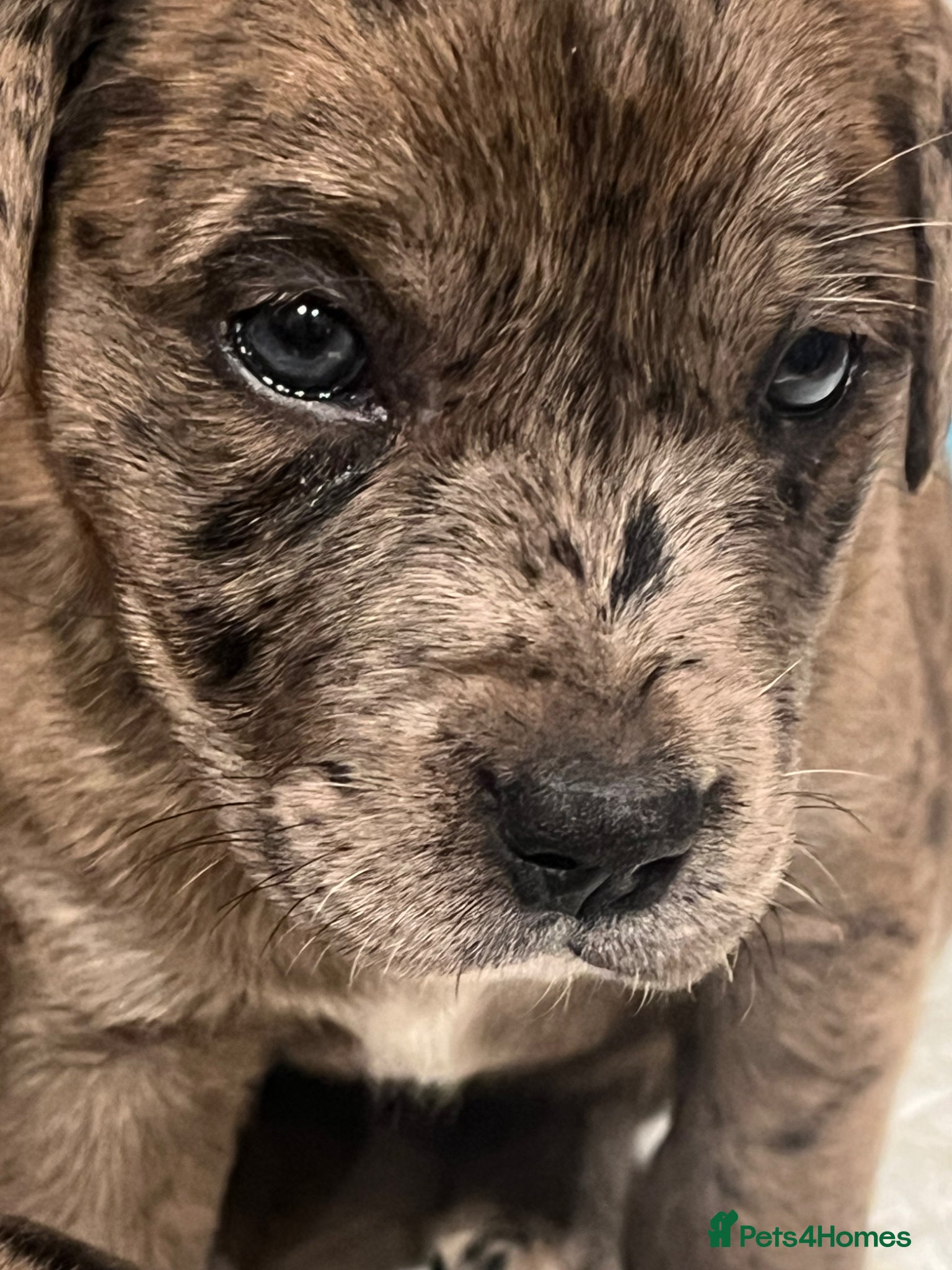 Mixed Breed dogs Staff cross puppies, great characters markings - Advert 4