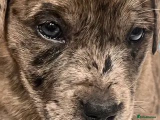 Mixed Breed dogs Staff cross puppies, great characters markings - Advert 4