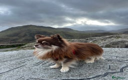 Chihuahua dogs for stud: Long hair chihuahua boy for stud  - Image 3
