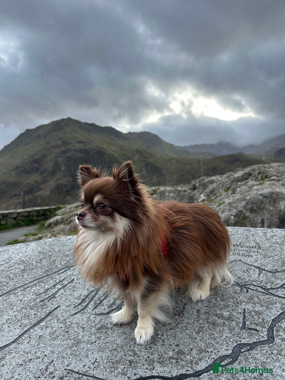 Chihuahua dogs for stud: Long hair chihuahua boy for stud  - Image 3