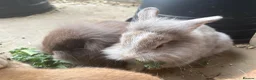 Mini Lion Lop rabbits for sale: Mini lion lop baby bunnies looking for homes  - Advert 3