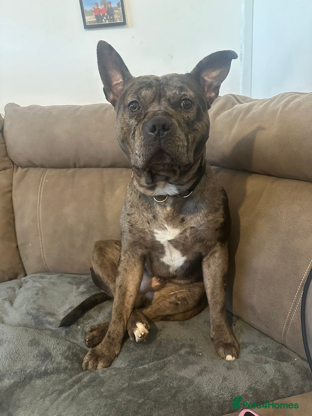 Mixed Breed dogs for sale: Storm - Advert 6