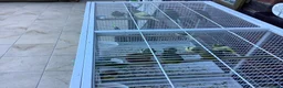 Canaries birds for sale: Gloucester canaries bred this year - Advert 1