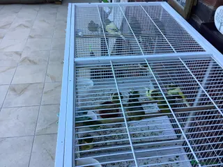 Canaries birds Gloucester canaries bred this year - Advert 1