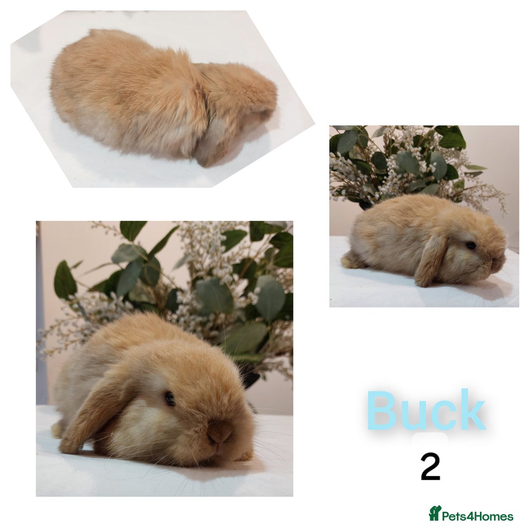 Mini Lop rabbits for sale: Stunning Mini Lop Baby Rabbits - Advert 5