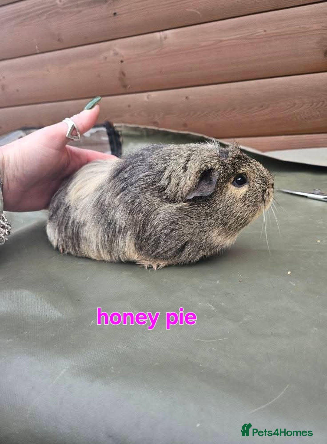Guinea Pig rodents for sale: Lunkarya - Advert 14