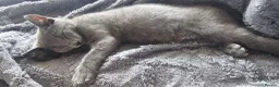 Russian Blue cats for sale: Ready Now TICA full pedigree RUSSIAN BLUE kittens  - Advert 19