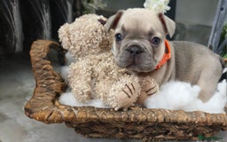 French Bulldog dogs for sale: French bulldog lilac/blue fawn  - Image 16