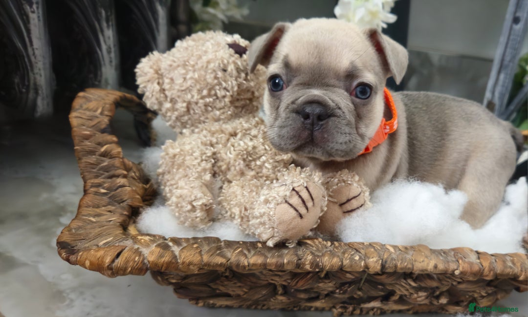 French Bulldog dogs for sale: French bulldog lilac/blue fawn  - Image 16