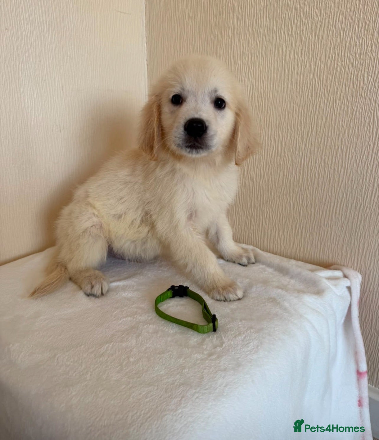 Golden Retriever dogs Golden retriever puppues - Advert 1