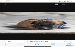 Mixed Breed dogs for sale: 6 Gorgeous Shorkie’s ready 20/12/025 - Advert 13