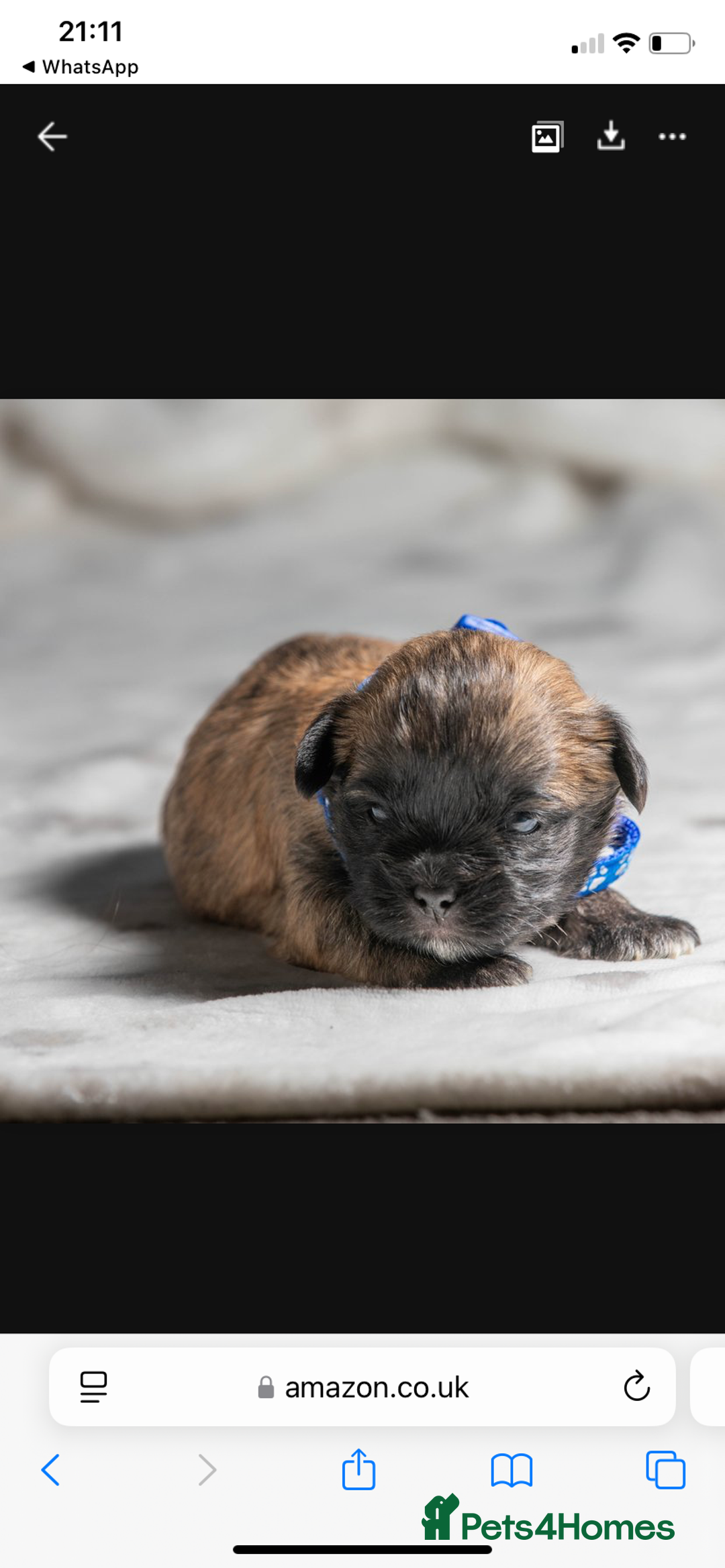 Mixed Breed dogs for sale: 6 Gorgeous Shorkie’s ready 20/12/025 - Advert 13