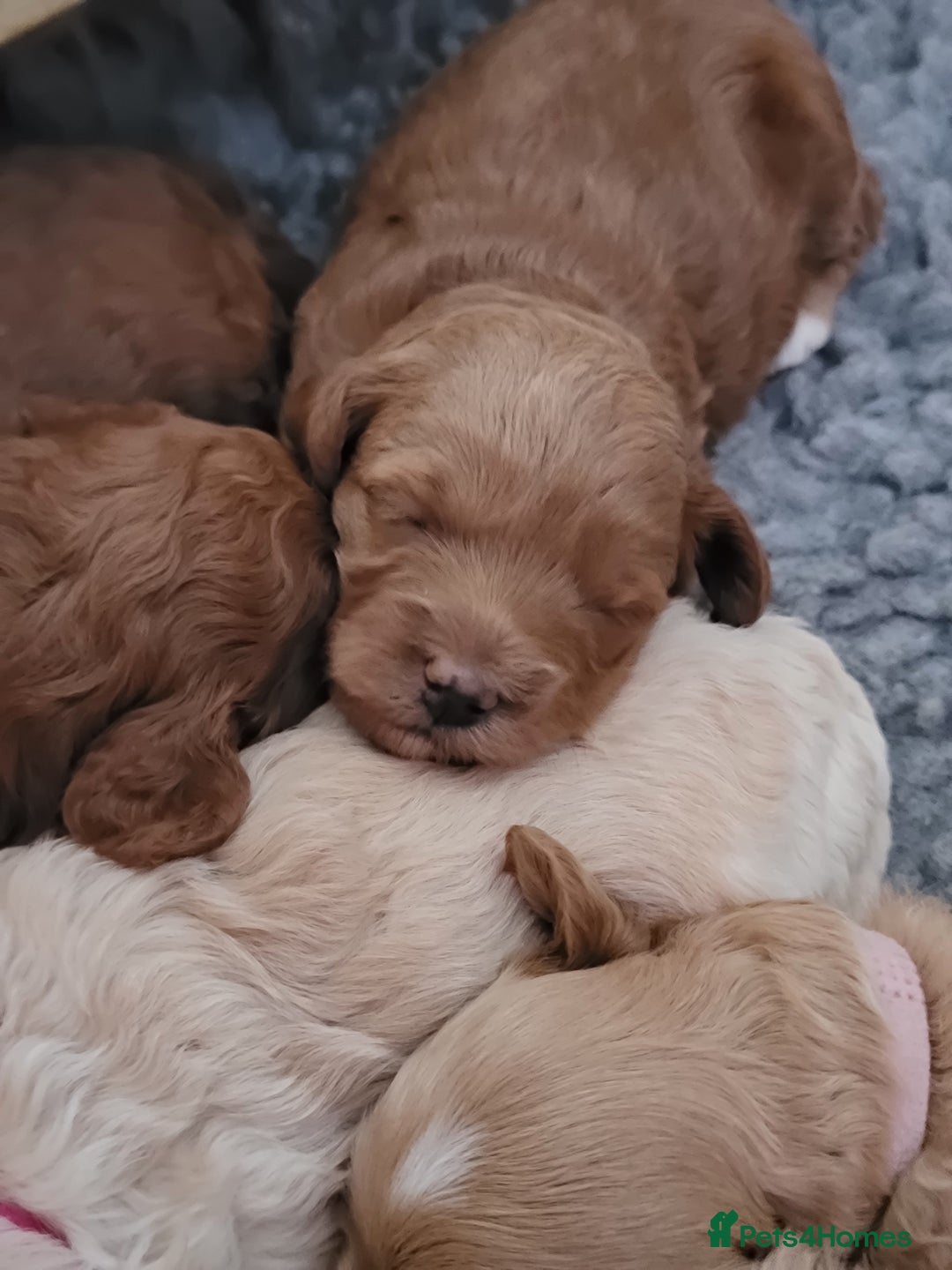 Maltipoo dogs for sale: F1b Maltipoo - Image 4
