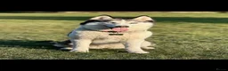 Siberian Husky dogs for sale: Siberian Huskies- Mum 4years & Daughter 10monts  - Advert 23
