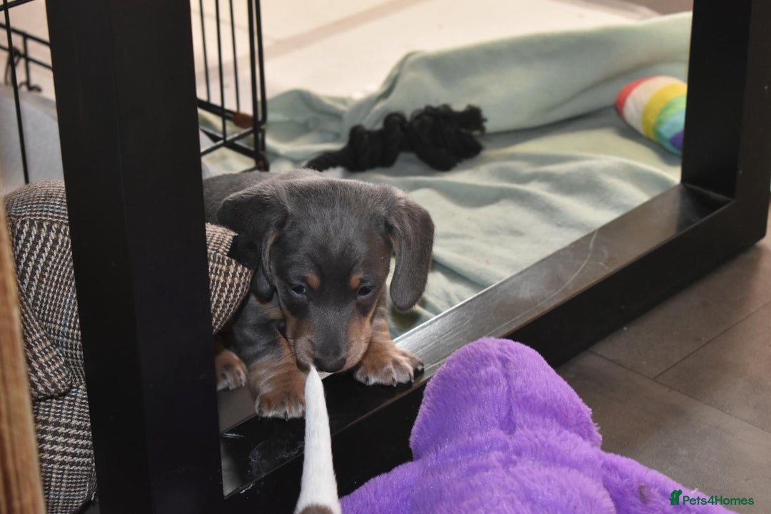 Miniature Dachshund dogs for sale: Miniture dachshund pups  - Advert 3