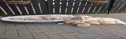 Golden Retriever dogs for sale: Golden retriever puppies  - Advert 5