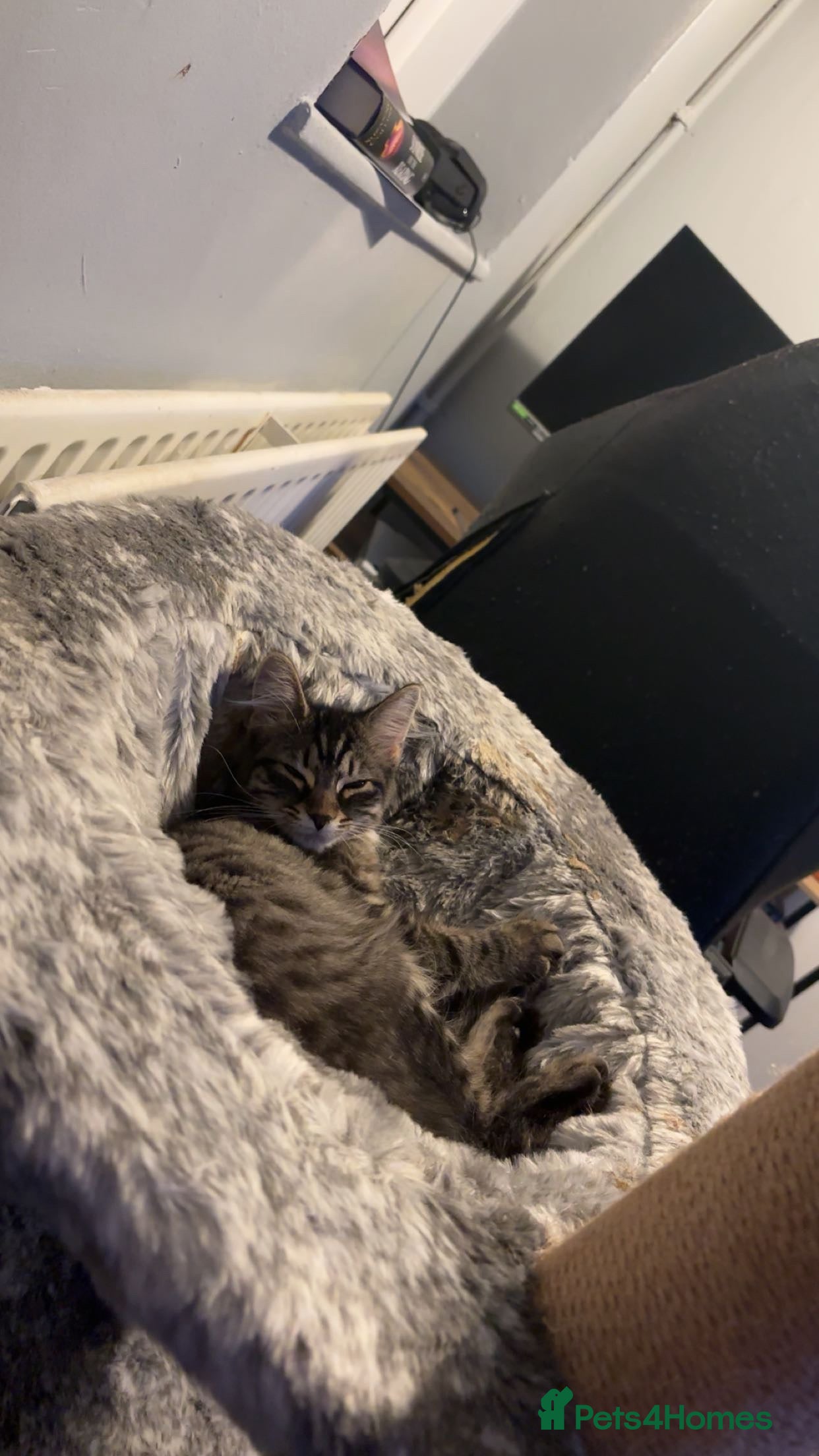 Norwegian Forest Cat cats Norwegian Forrest cat female 6 months old  - Advert 1