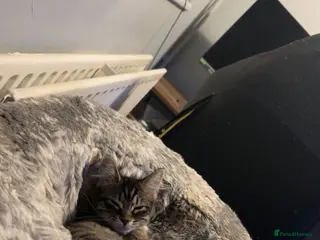 Norwegian Forest Cat cats Norwegian Forrest cat female 6 months old - Advert 1