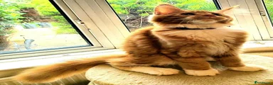 Maine Coon 7