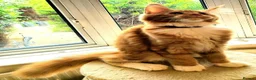 Maine Coon cats for sale: TICA Maine Coon kittens ready to go NOW - Advert 9