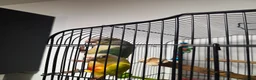 Conures birds for sale: 2 conures for sale - Advert 2