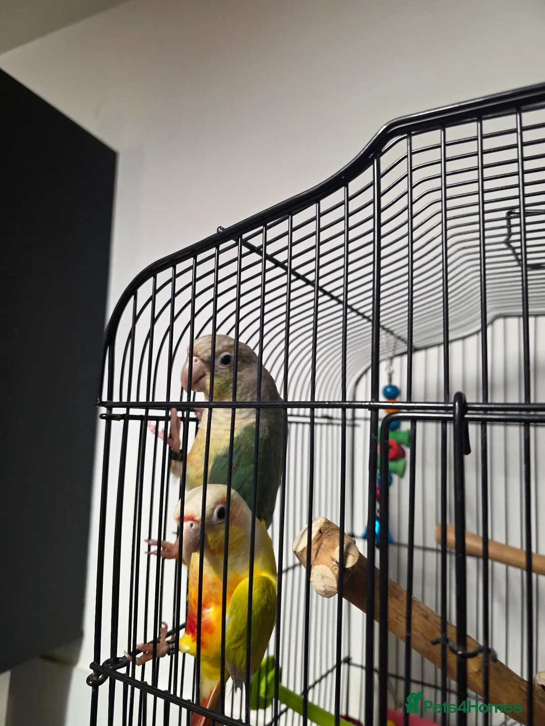 Conures birds for sale: 2 conures for sale - Advert 2