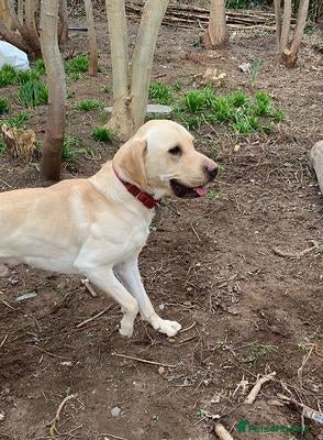 Labrador Retriever dogs Show girl needs new forever home - Advert 1