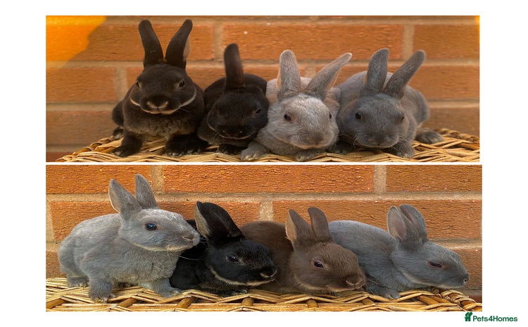 Rex rabbits - Advert 2