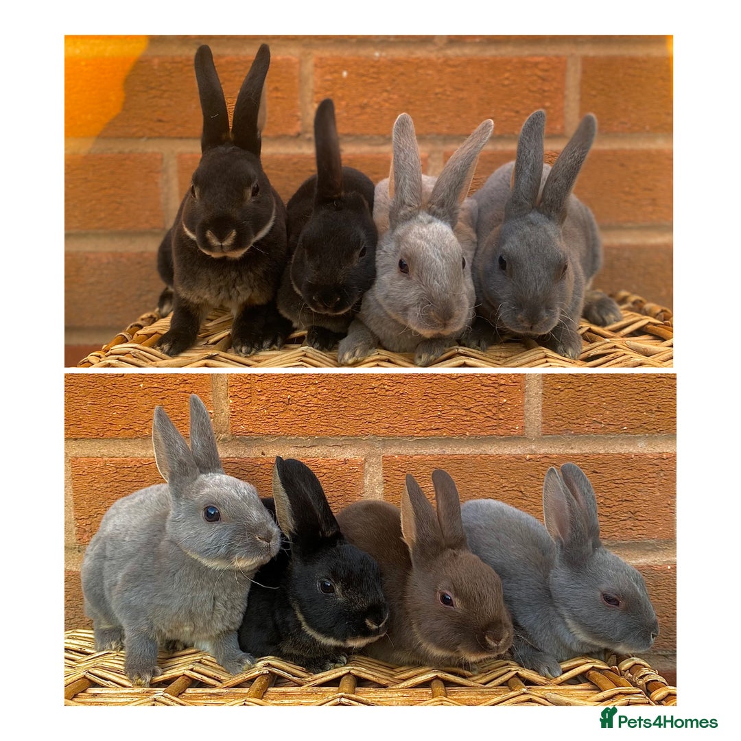 Rex rabbits for sale: Female & male otter/BEW mini rex rabbits  - Image 1