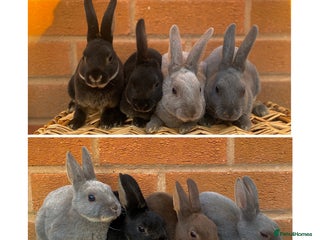 Rex rabbits - Advert 5