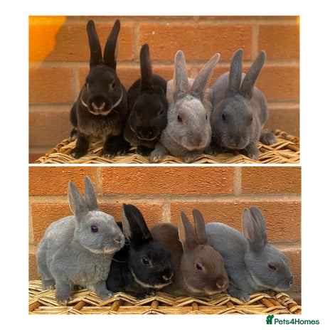 Rex rabbits - Advert 11