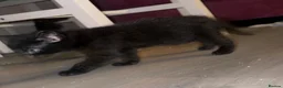 Mixed Breed cats for sale: 2 kittens left in Frome - Advert 2